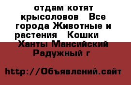 отдам котят крысоловов - Все города Животные и растения » Кошки   . Ханты-Мансийский,Радужный г.